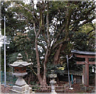 御津神社のクスノキ
