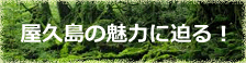 屋久島の魅力に迫る！