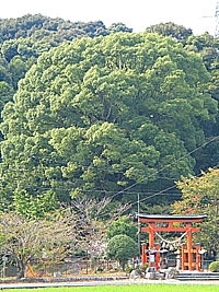 山中八幡宮のクスノキ 森の神様に会いに行こう