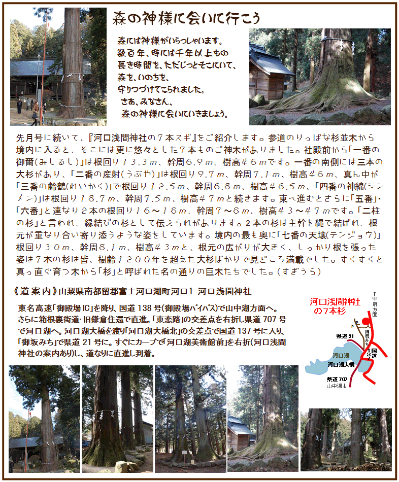 河口浅間神社の７本スギ