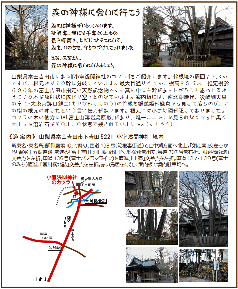 小室浅間神社のカツラ