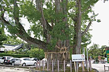 津島神社の大イチョウ