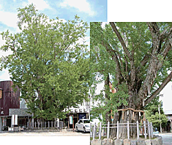 津島神社の大イチョウ