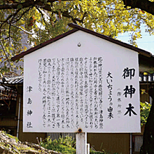 津島神社の銀杏