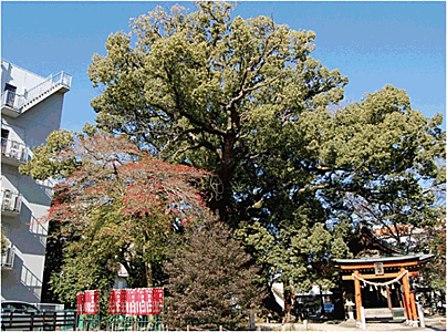 若宮八幡社の楠