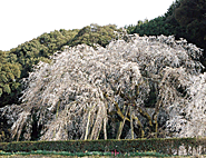 奥山田のしだれ桜