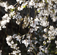 奥山田のしだれ桜