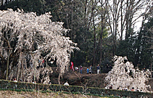 奥山田のしだれ桜