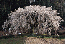 奥山田のしだれ桜