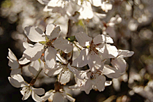 奥山田のしだれ桜