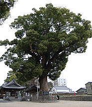 挙母神社のクス