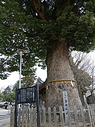 挙母神社のクス