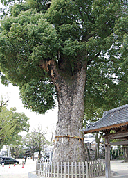 挙母神社のクス