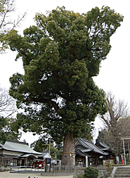 挙母神社のクス