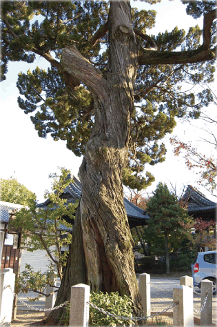 万福寺のイブキ