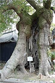 観音寺の大楠