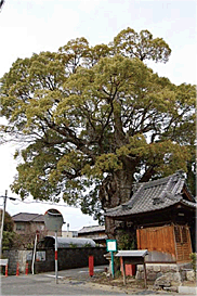 観音寺の大楠