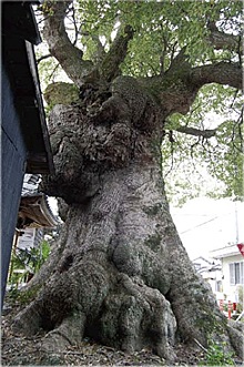 観音寺の大楠