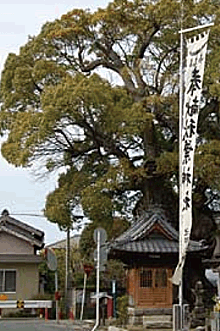 観音寺の大楠