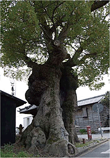 観音寺の大楠