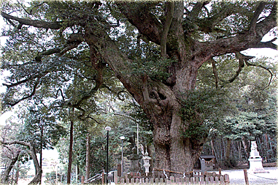 大久保神社の椎の木