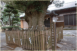 大久保神社のシイ