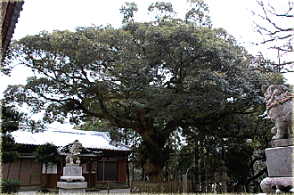 大久保神社のシイ