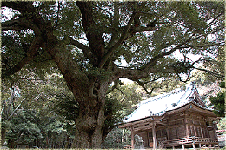 大久保神社のシイ