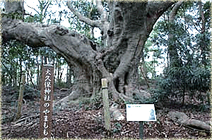 大久保神社のヤマモモ