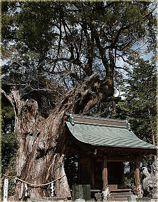 日吉神社の大楠