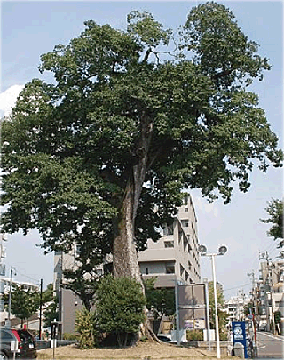 主税（ちから）町の椋