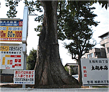 主税（ちから）町の椋