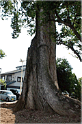 主税（ちから）町の椋