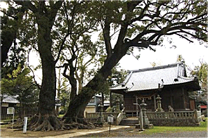 杉森八幡社の夫婦楠