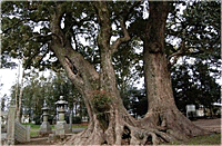 杉森八幡社の夫婦楠