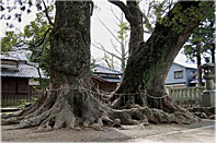 杉森八幡社の夫婦楠