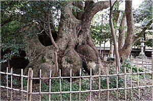 御津神社のクスノキ