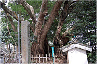 御津神社のクスノキ