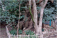 御津神社のクスノキ