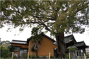 関川神社の楠