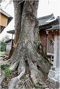 関川神社の楠