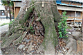 関川神社の楠