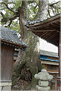 関川神社の楠