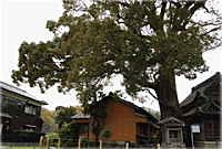 関川神社の楠