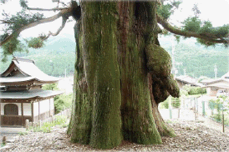 禅昌寺の大スギ