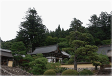 禅昌寺の大スギ