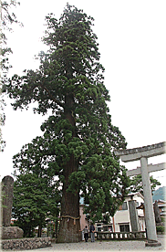 水無神社の大スギ