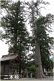 水無神社の大スギ