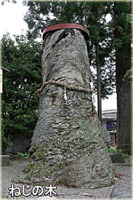 水無神社の大スギ