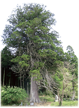 切山の杉